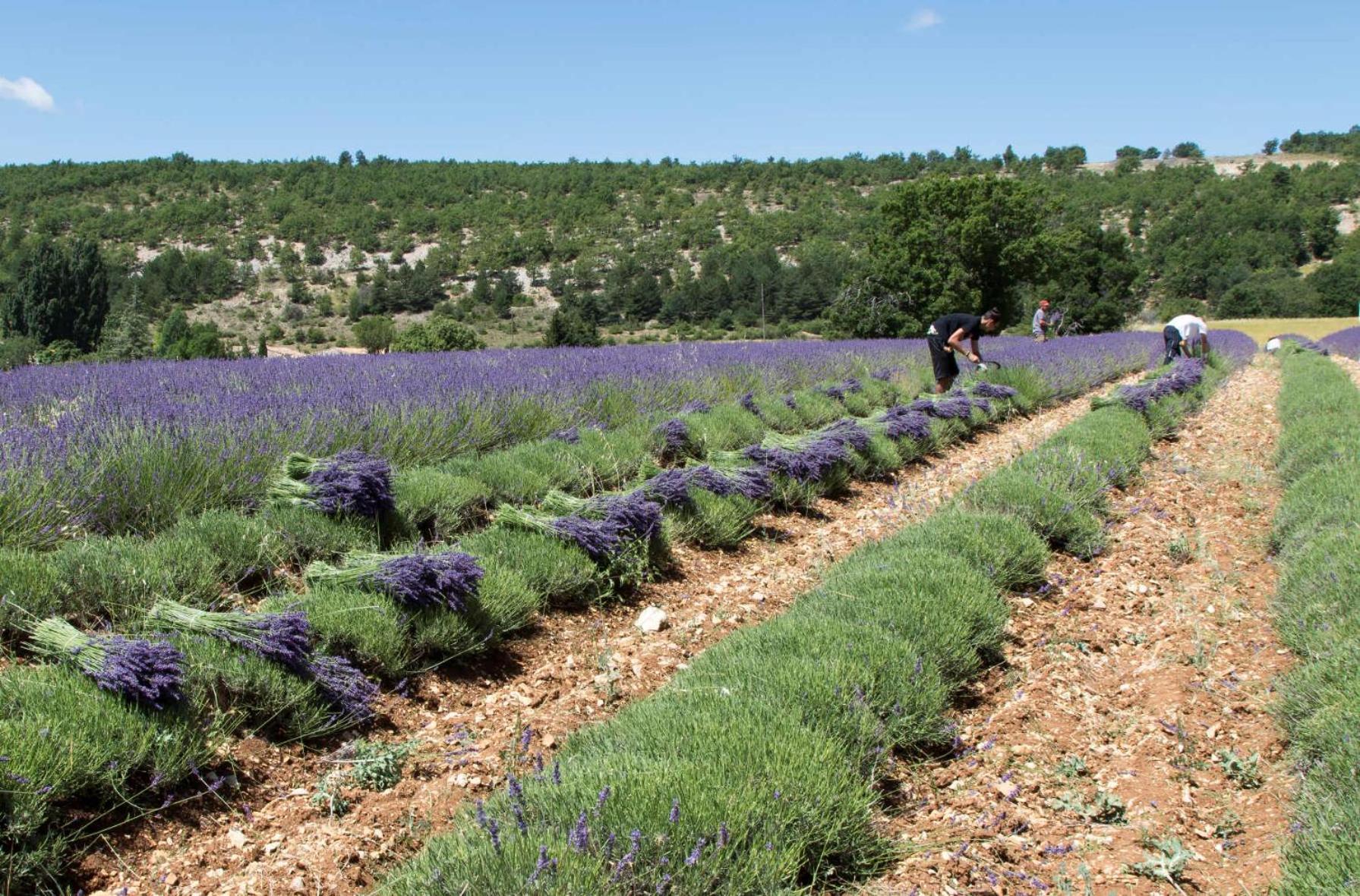 Le Gite De Lolivier En Provence Aramon Εξωτερικό φωτογραφία
